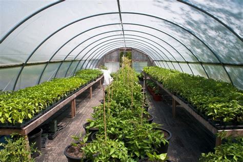 Pakeliamų lysvių ir šiltnamio palyginimas