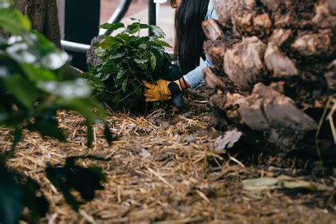 Mulčiavimo nauda ir rūšys