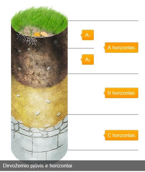 Dirvožemio sluoksnių schema su humuso išsidėstymu