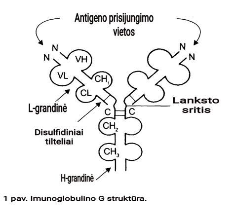 Huminės rūgšties molekulinės struktūros pavyzdys