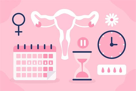 Paveikslėlis, iliustruojantis menstruacijų ciklo fazes