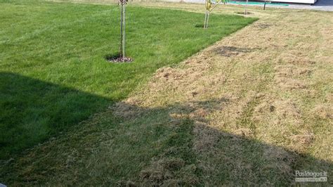 Intensyvus augalų sodinimas lysvėje