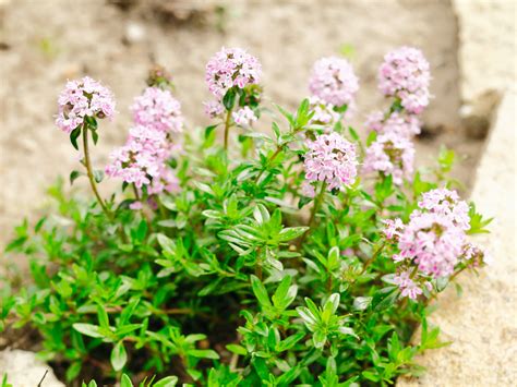 Įvairūs prieskoniniai augalai darže