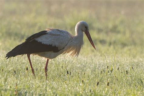 Lietuvos nacionalinis paukštis - baltasis gandras