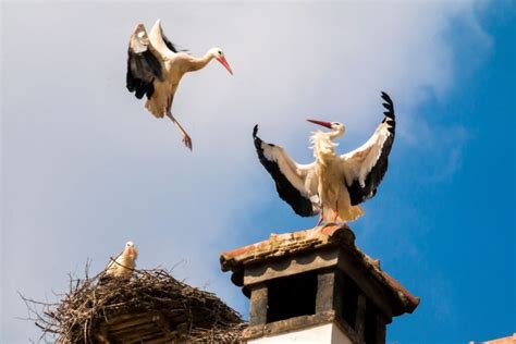 Gandras ant stulpo kaip kultūrinis simbolis