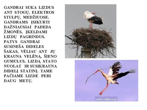 Gandrų lizdai ant stogų ir stulpų