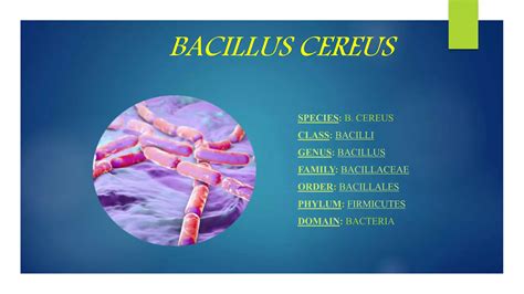 Bacillus cereus bakterijos iliustracija
