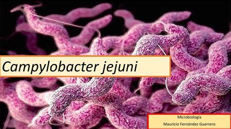 Campylobacter bakterijos iliustracija