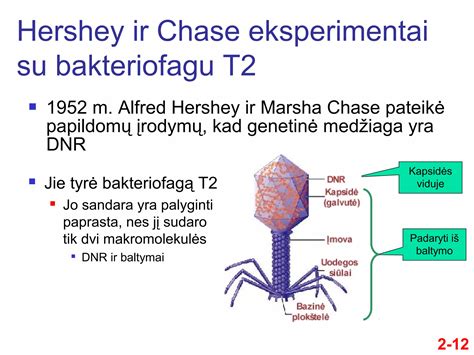 Molekulinė hCG hormono struktūra