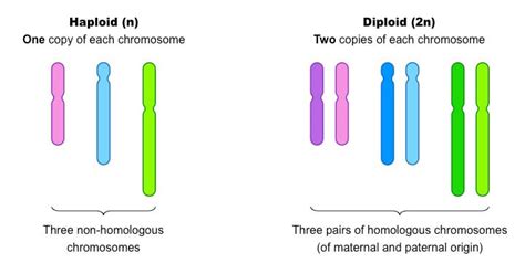 Diploidinis ir haploidinis chromosomų rinkinys