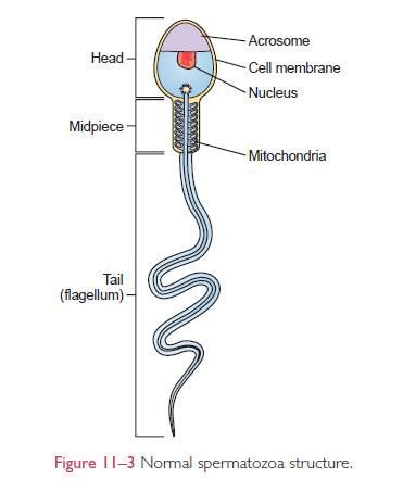 Spermatozoido sandara