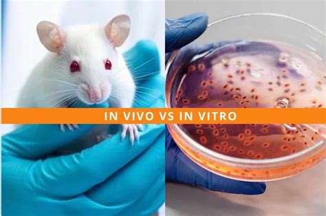 In vitro apvaisinimo esmė