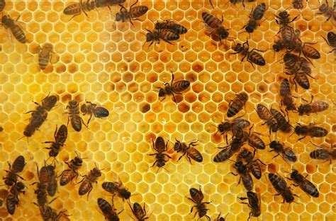 Bitės dirbančios avilyje