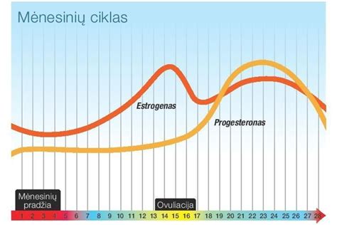 Moters menstruacinio ciklo fazės ir hormonų lygio svyravimai
