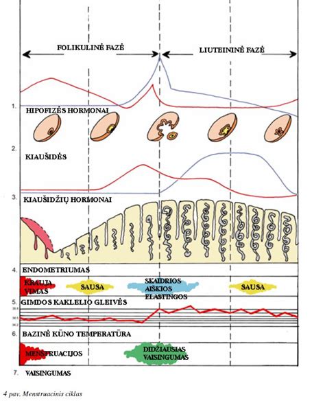 Moters fiziologija ir sporto ciklas
