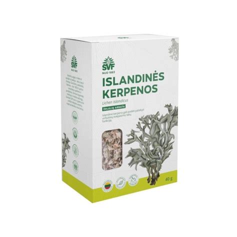 Islandinė kerpena natūralioje aplinkoje