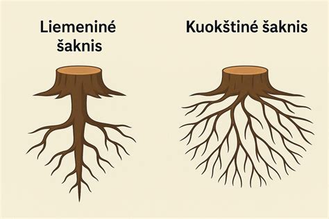 piktžolių šaknų sistema