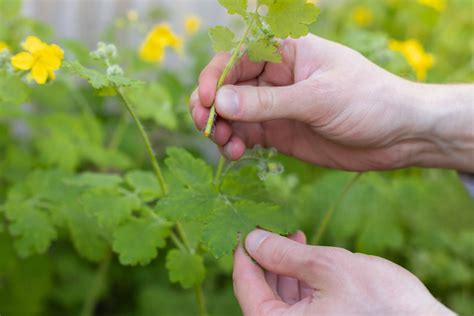 naudingos piktžolės