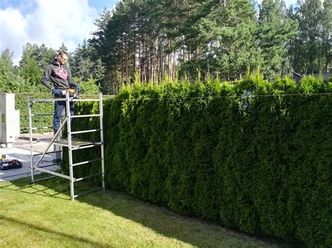 formuota eglių gyvatvorė sodo sklype