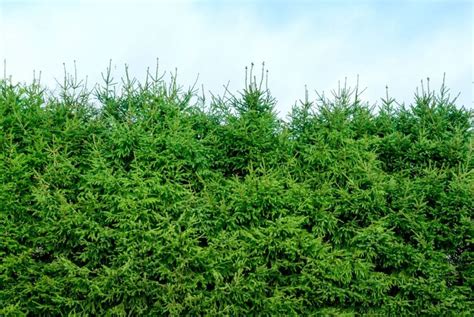 schema kaip teisingai sodinti eglių gyvatvorę