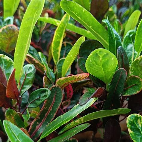 Margalapio krotono (Codiaeum variegatum) veislės su ryškiais lapais