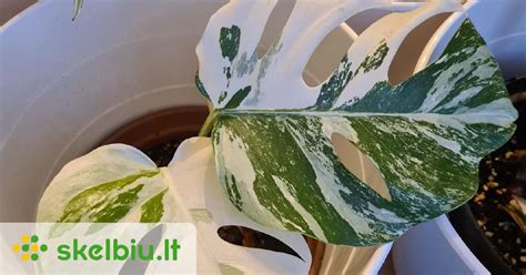 Įvairios skindapo (Epipremnum) veislės su margais lapais