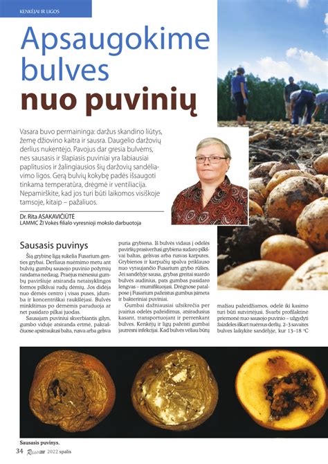 Bulvių antspaudų kūrybiniai pavyzdžiai