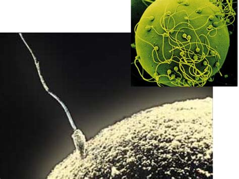 Spermatozoido ir kiaušialąstės schema