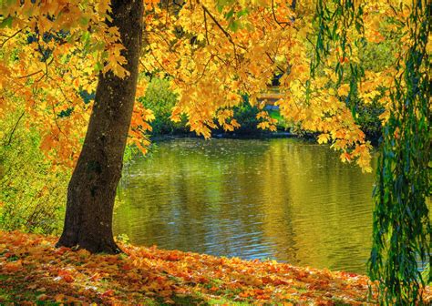 Auksinis ruduo Lietuvos parke