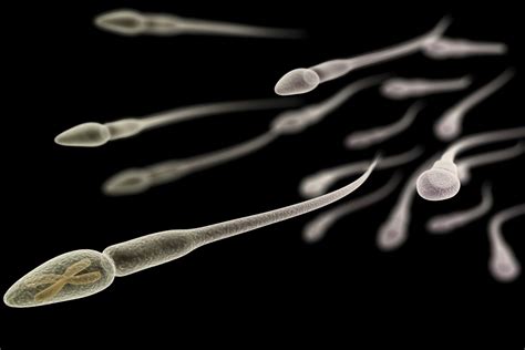 Daugybė spermatozoidų siekiančių apvaisinti kiaušinėlį