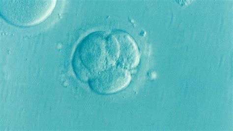 Embrionų genetinė atranka IVF