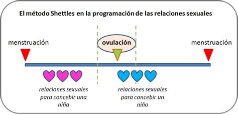 Shettles metodo iliustracija: ovuliacijos laikas ir sueities pozicijos