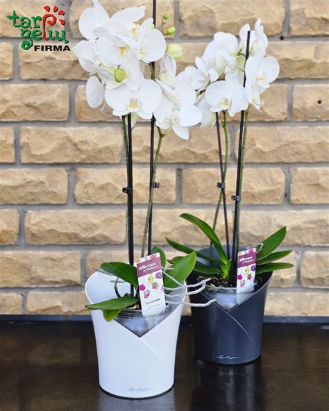 orchidėja vazone kaip vaiko simbolis