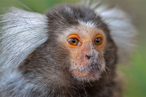 Paprastoji marmozetė