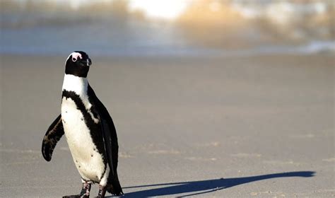 Pingvinas su akmenuku