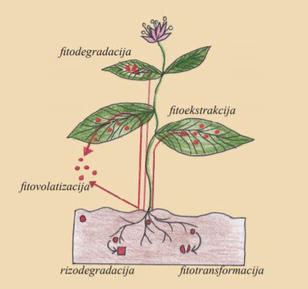 Schema, kaip augalai kaupia teršalus