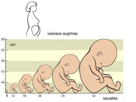 Antrojo trimestro vaisiaus vystymasis