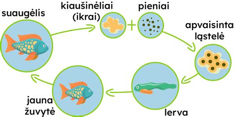 Spermatozoidų struktūra ir kelionė link kiaušinėlio