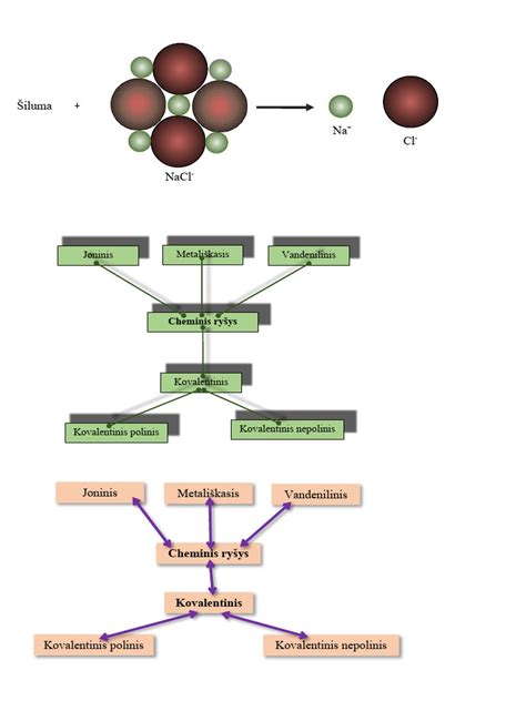 embriogenezės vystymosi schemos