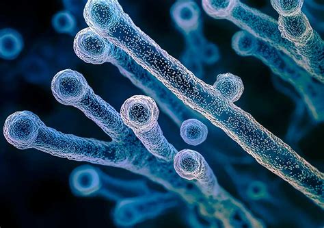 bakterija Clostridium tetani mikroskope