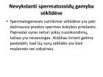 Sėklidės struktūra ir spermatozoidų gamyba