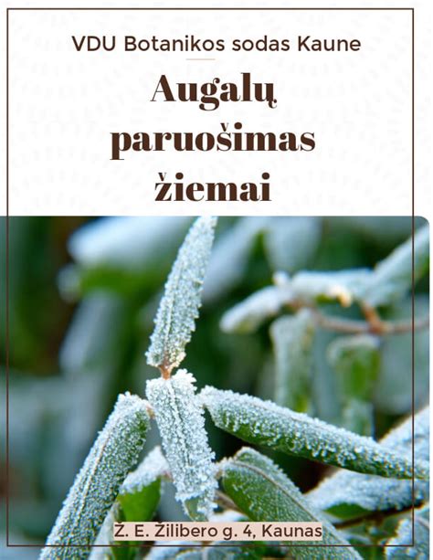 Visžalių augalų paruošimas žiemai
