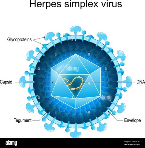 Herpes viruso struktūros schema