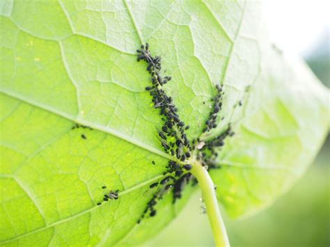 Skruzdėlės ant augalo lapo