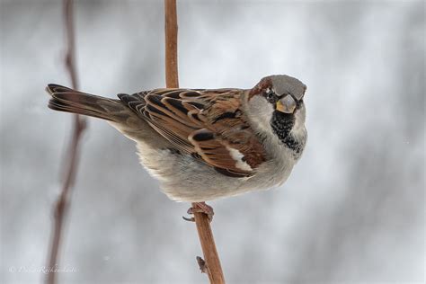 Naminis žvirblis patinas