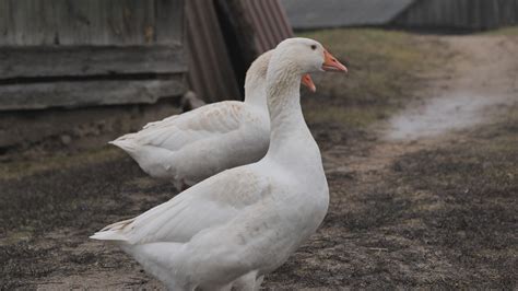 Žąsų V formos skrydis