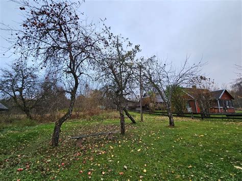 Vaismedžių genėjimo schemos