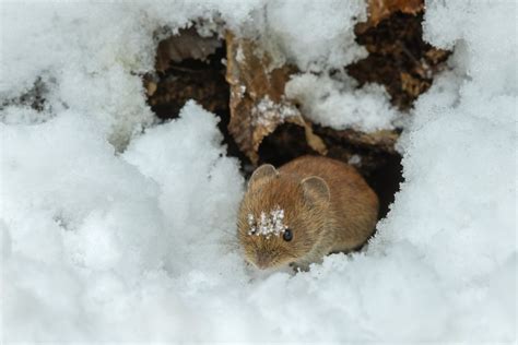 Vaismedžio kamieno apsauga nuo graužikų žiemą