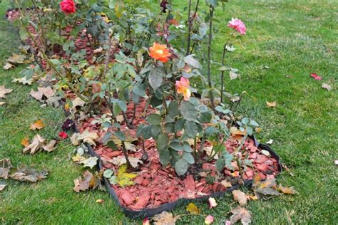 Rožių mulčiavimas ir apsauga žiemai