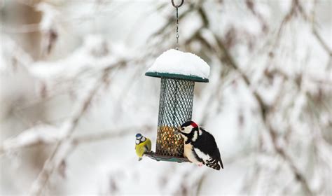 Paukščių lesyklėlė žiemą